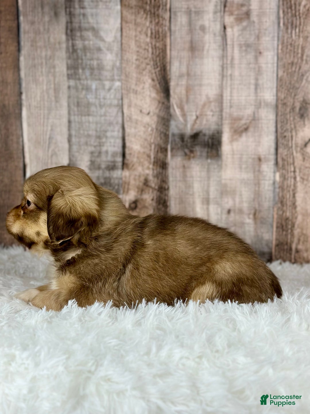 Shih Tzu dogs for sale: Boy Knox - 8934 - Ad 2