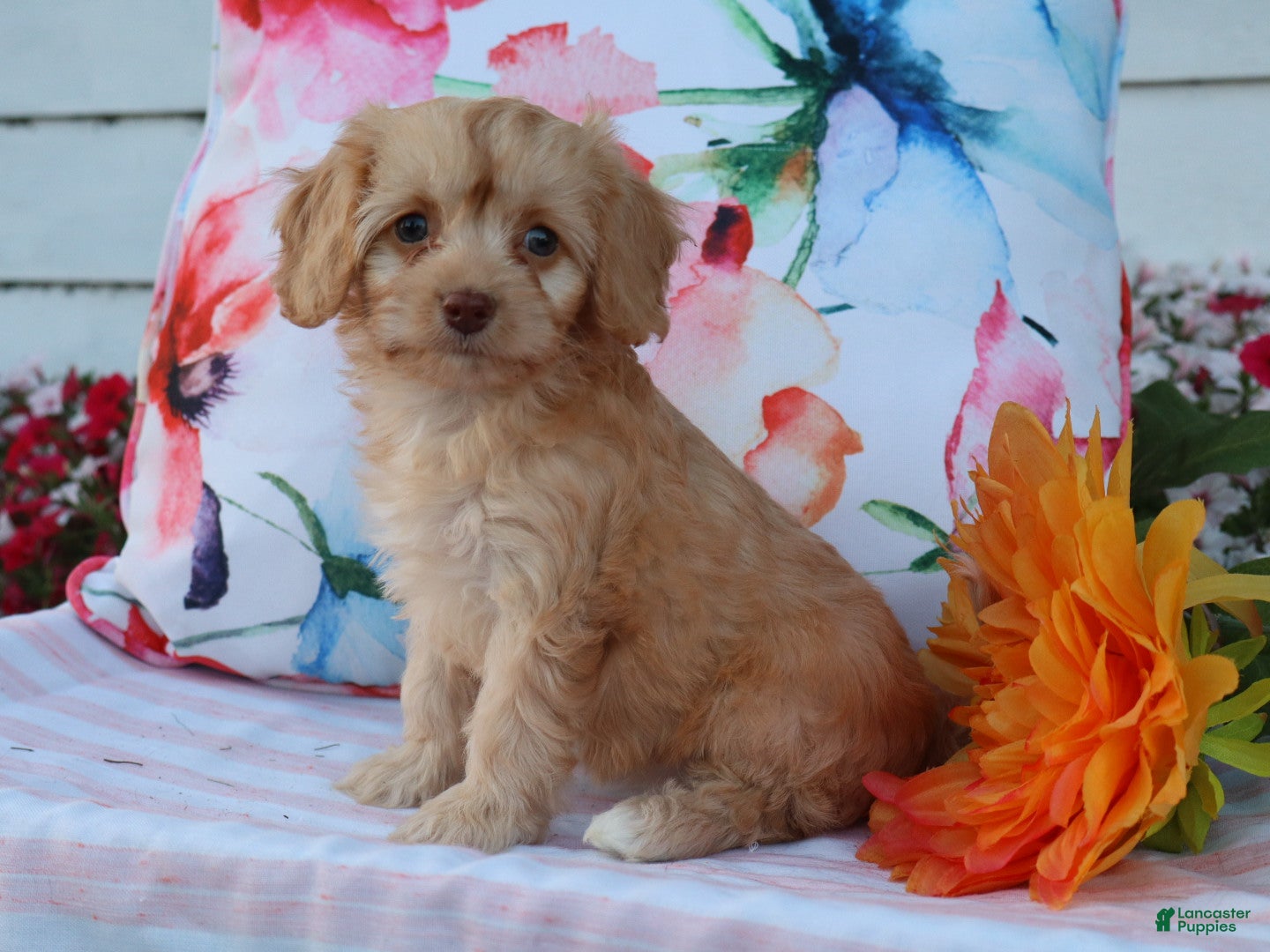 Cavapoo dogs Apphia - Ad 1