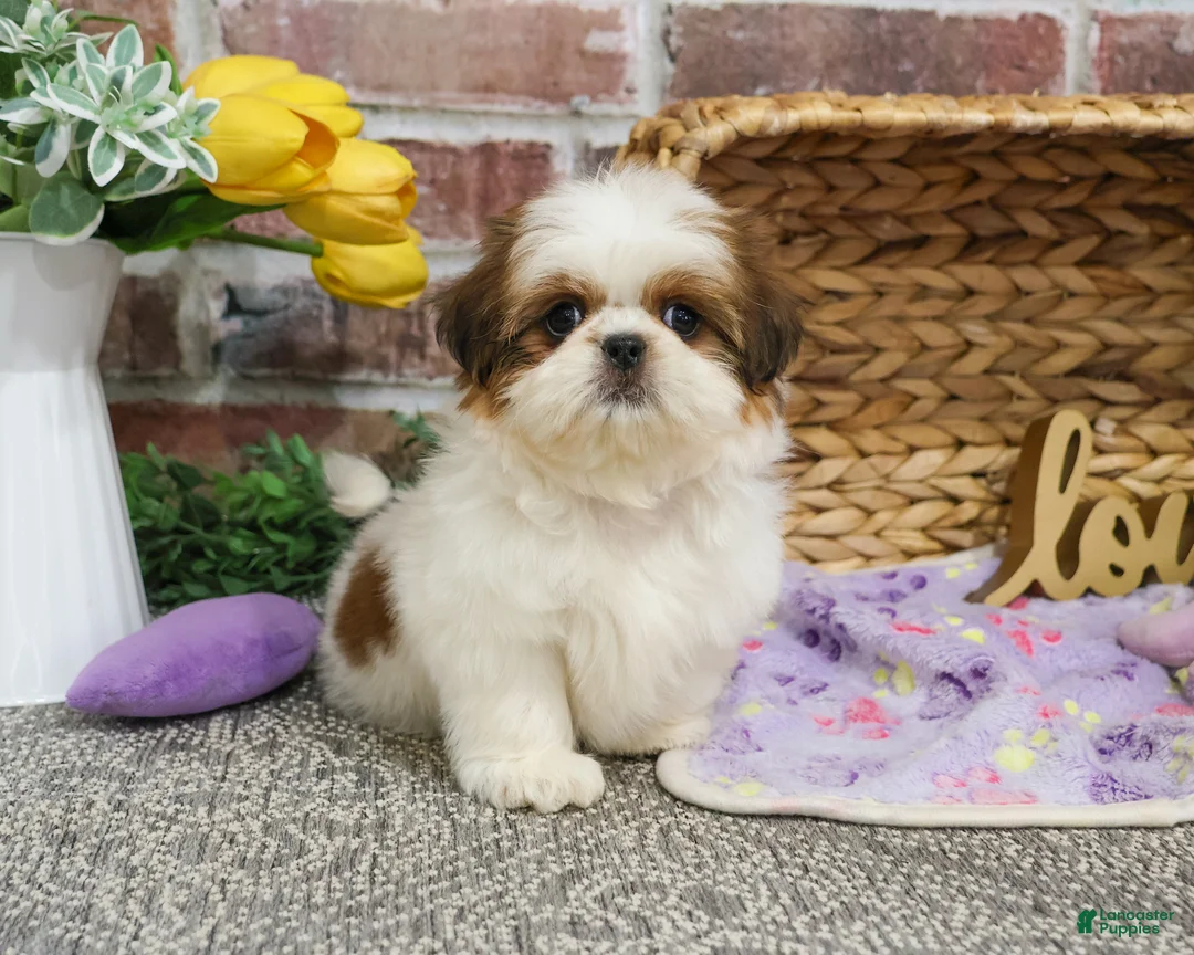 Shih Tzu dogs for sale: Dolly - Ad 3