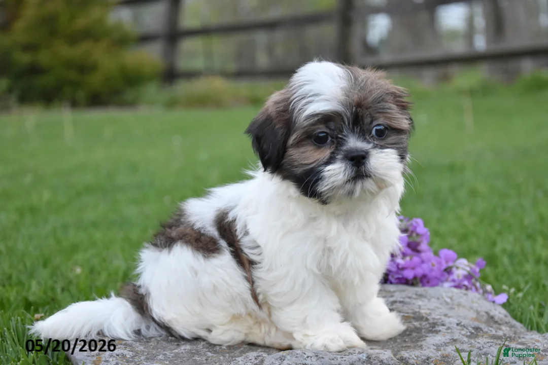 Shih Tzu dogs for sale: Gus - Ad 1