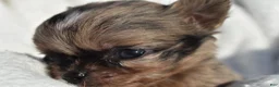 Chihuahua dogs for sale: isaac - Ad 5