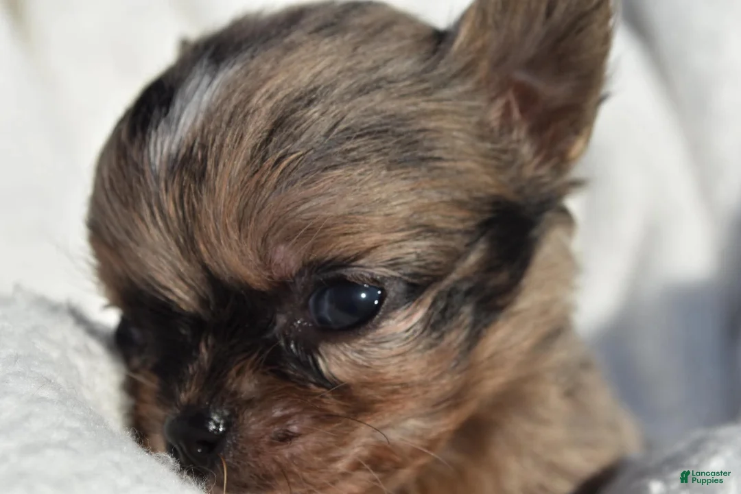 Chihuahua dogs for sale: isaac - Ad 5