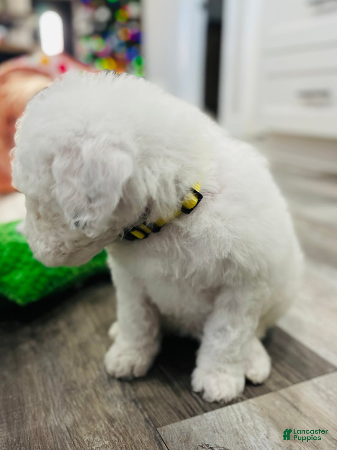 Sheepadoodle dogs for sale: Sheepadoodle Puppy 5 - Ad 7