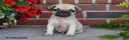 Puggle dogs for sale: Mocha - Ad 4