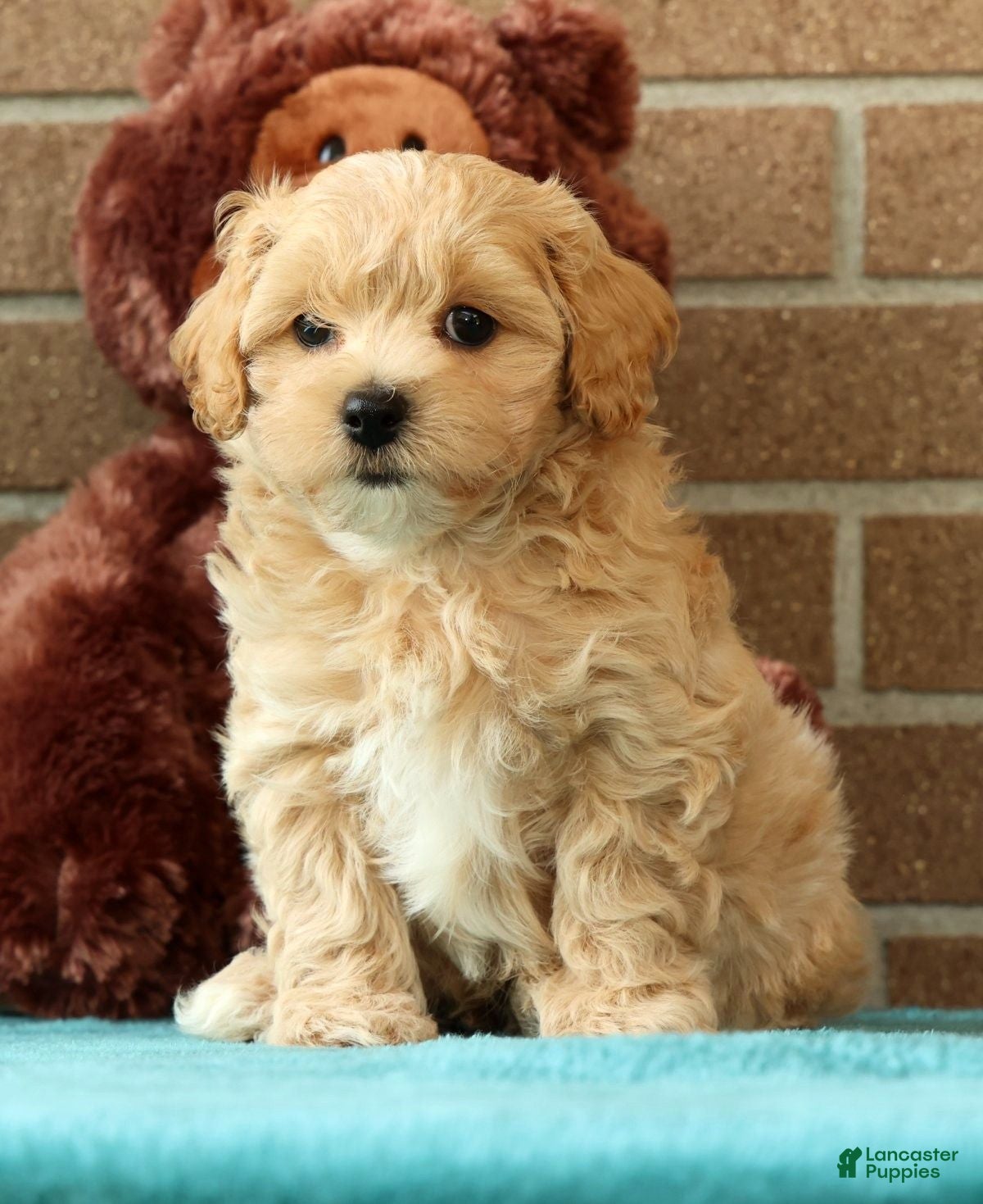 Maltipoo dogs Asher - Ad 1