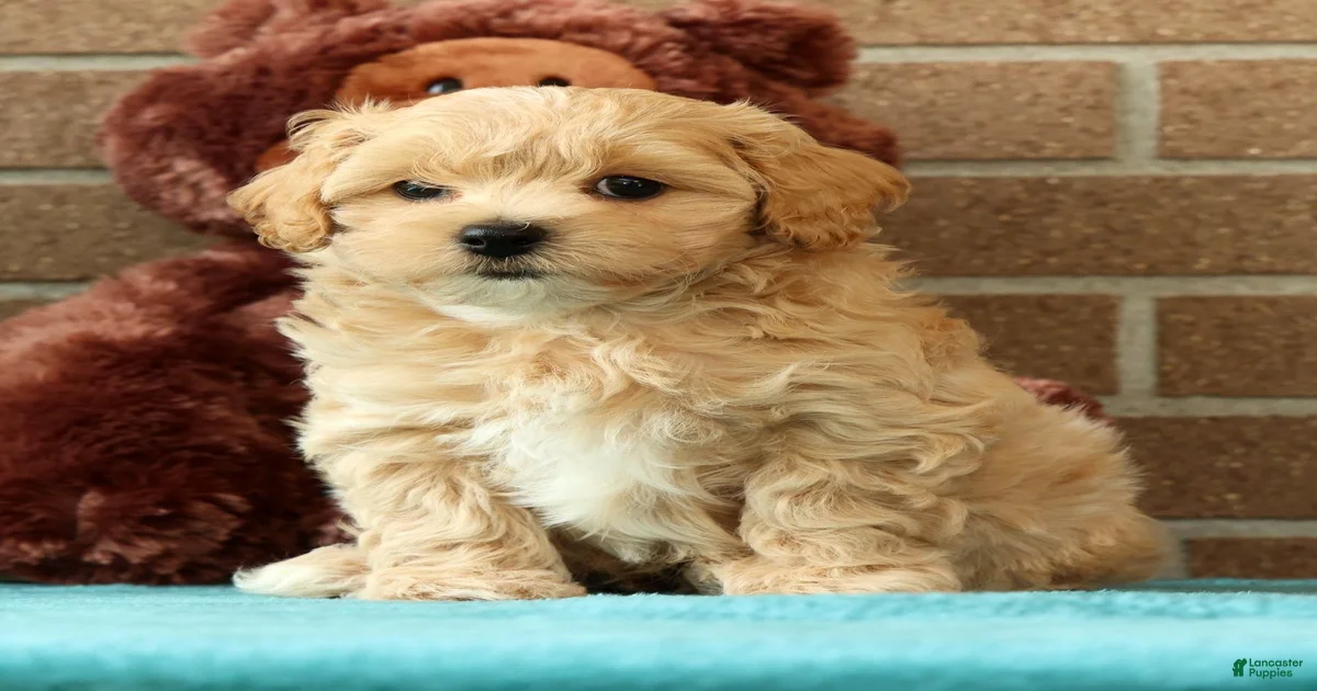 Maltipoo Puppies for sale in Ohio | Lancaster Puppies