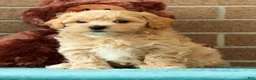 Maltipoo dogs for sale: Asher - Ad 1