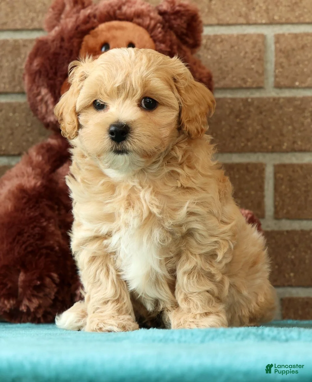 Maltipoo dogs for sale: Asher - Ad 1
