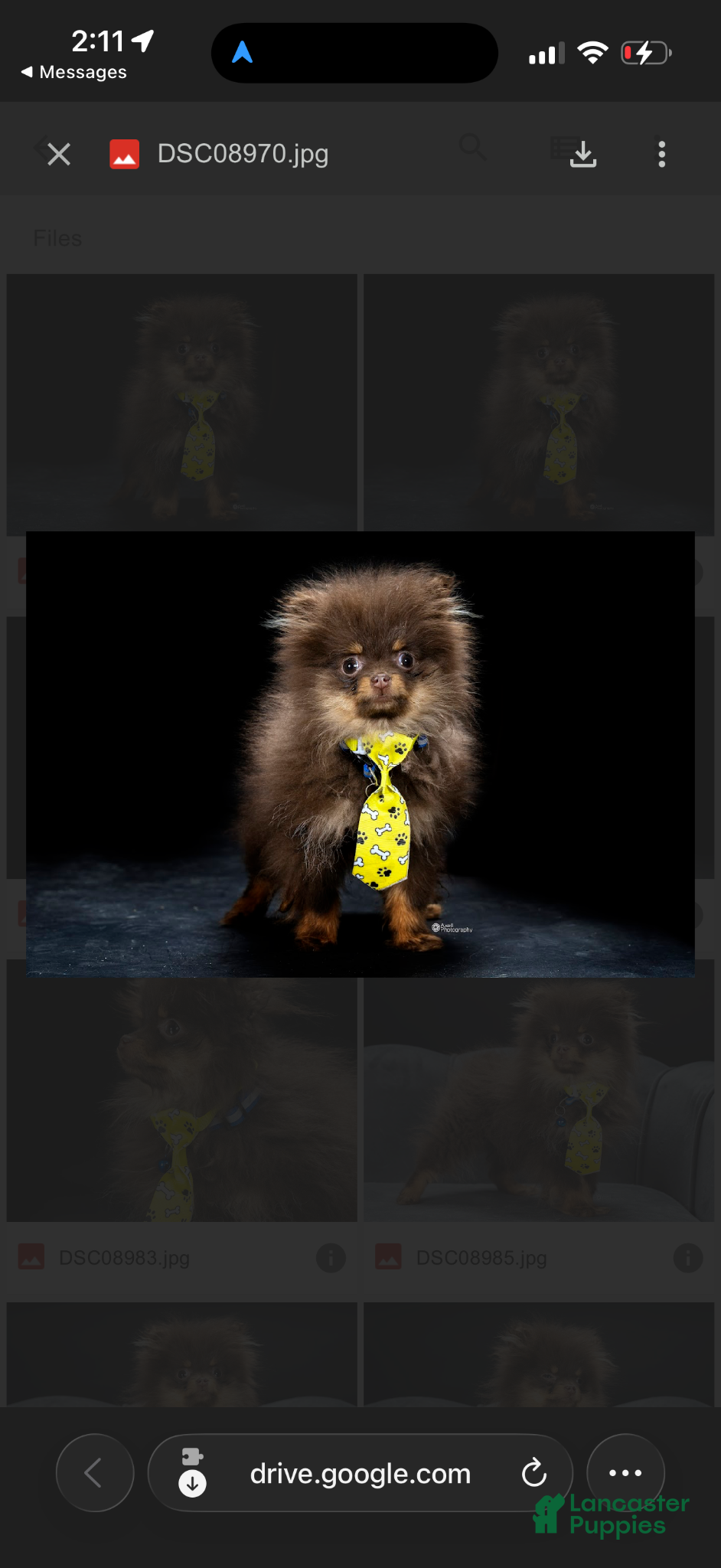 Pomeranian dogs MICRO TEACUP SCAR - Ad 1