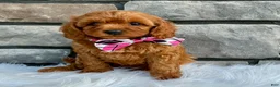 Cavapoo dogs for sale: Marley - Ad 1