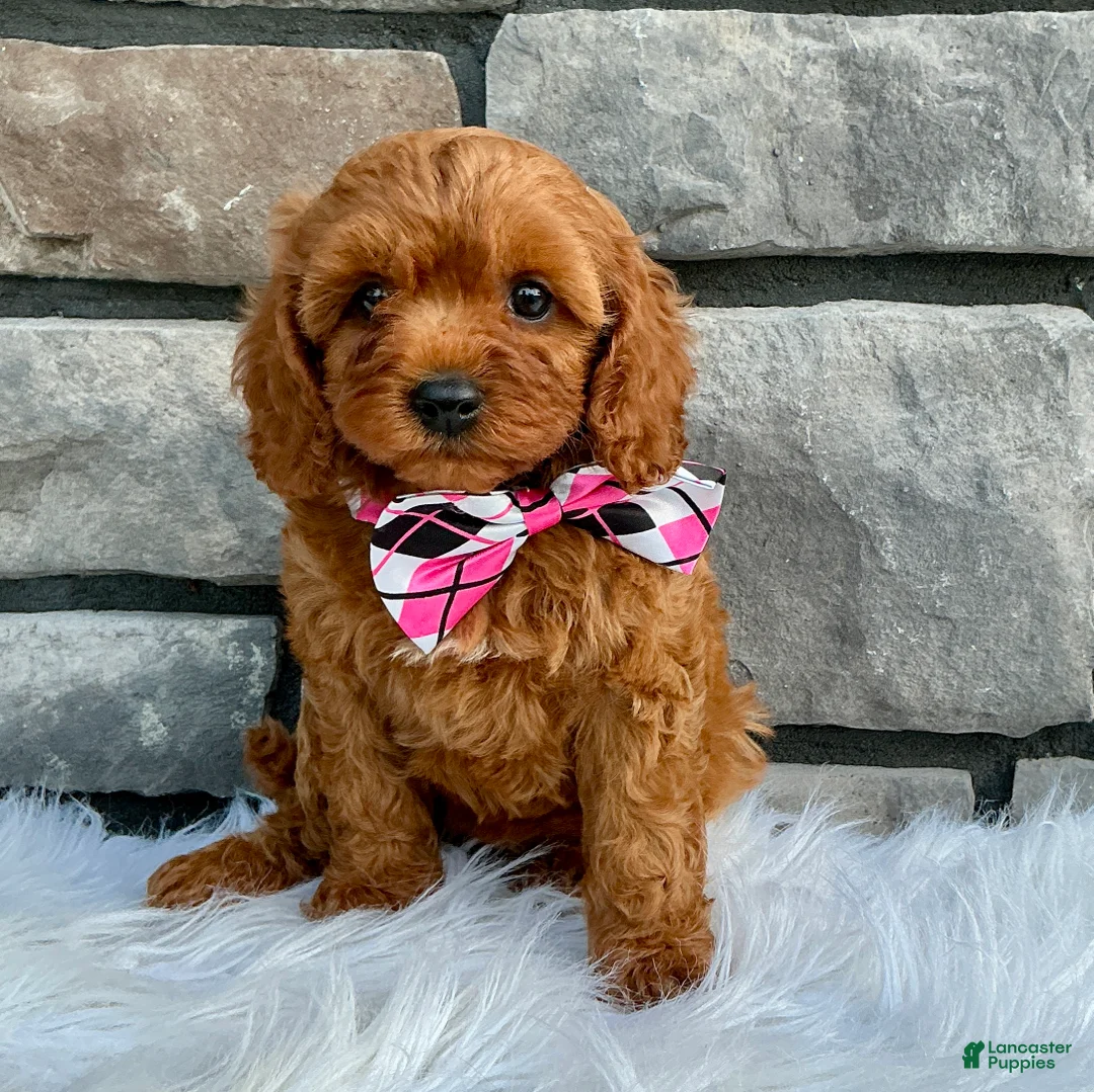 Cavapoo dogs for sale: Marley - Ad 1