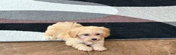 Maltipoo dogs for sale: Morty - Ad 5