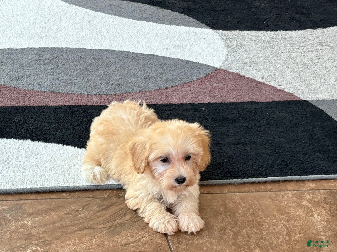 Maltipoo dogs for sale: Morty - Ad 5
