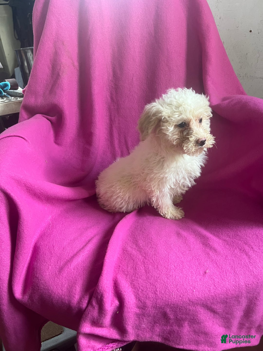 Toy Poodle dogs for sale: Kloie - Ad 5