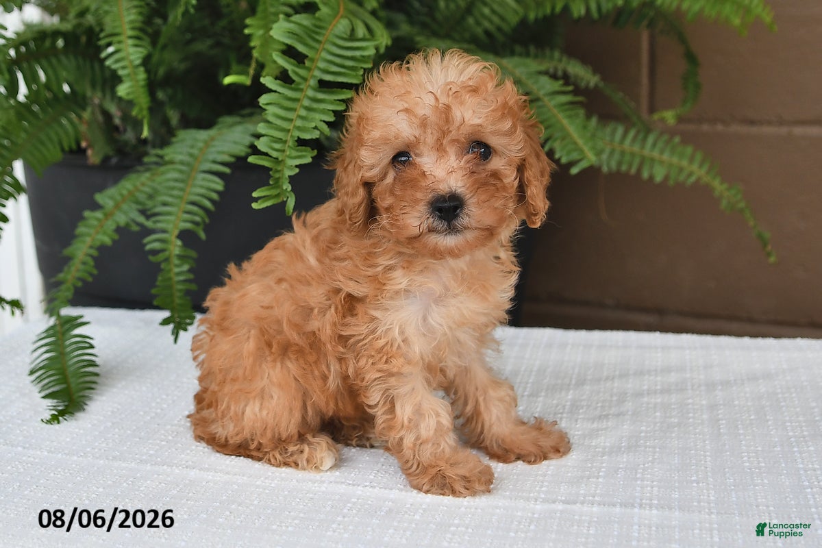 Toy Poodle dogs Reba - Ad 1