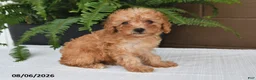 Toy Poodle dogs for sale: Reba - Ad 1