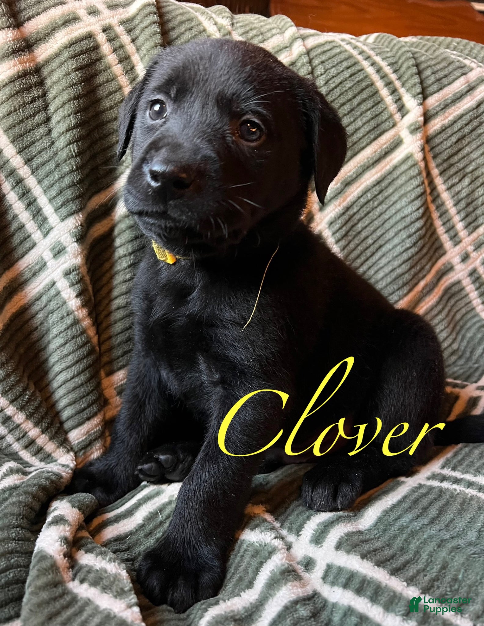 Labrador Retriever dogs Clover - Ad 26