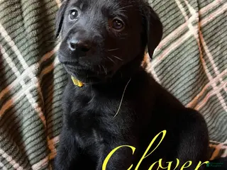 Labrador Retriever dogs Clover - Ad 26