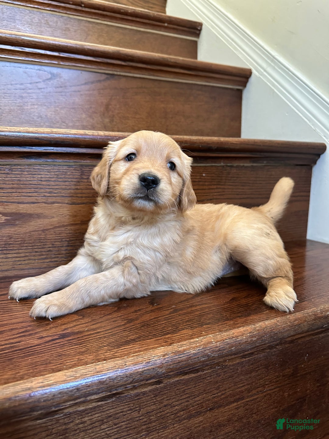 Golden Retriever dogs for sale: Star - Ad 7