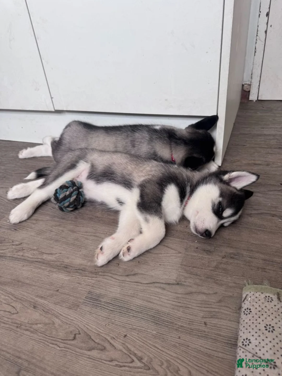 Siberian Husky dogs for sale: Siberian Husky 6 - Ad 3