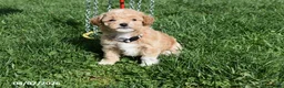 Bichpoo dogs for sale: Bethany - Ad 12