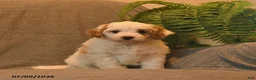 Cavapoo dogs for sale: Hershey - Ad 3
