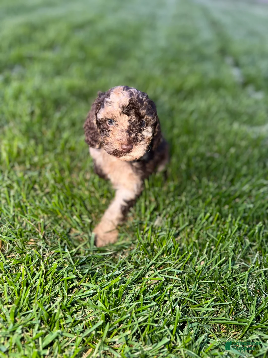 Aussiedoodle dogs for sale: Bruno - Ad 1