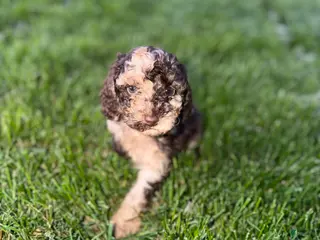 Aussiedoodle dogs Bruno - Ad 13