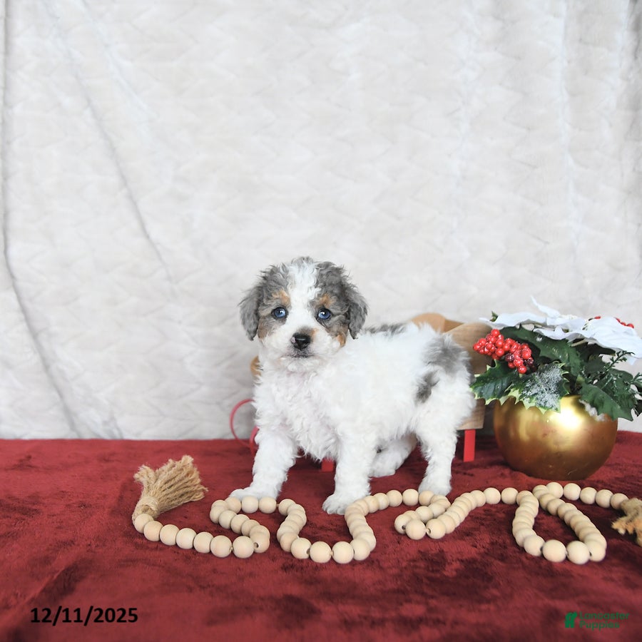 Miniature Poodle dogs Cooper EXTRA SMALL - Ad 35