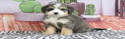 Mini Bernedoodle dogs for sale: Sabrina - Ad 3
