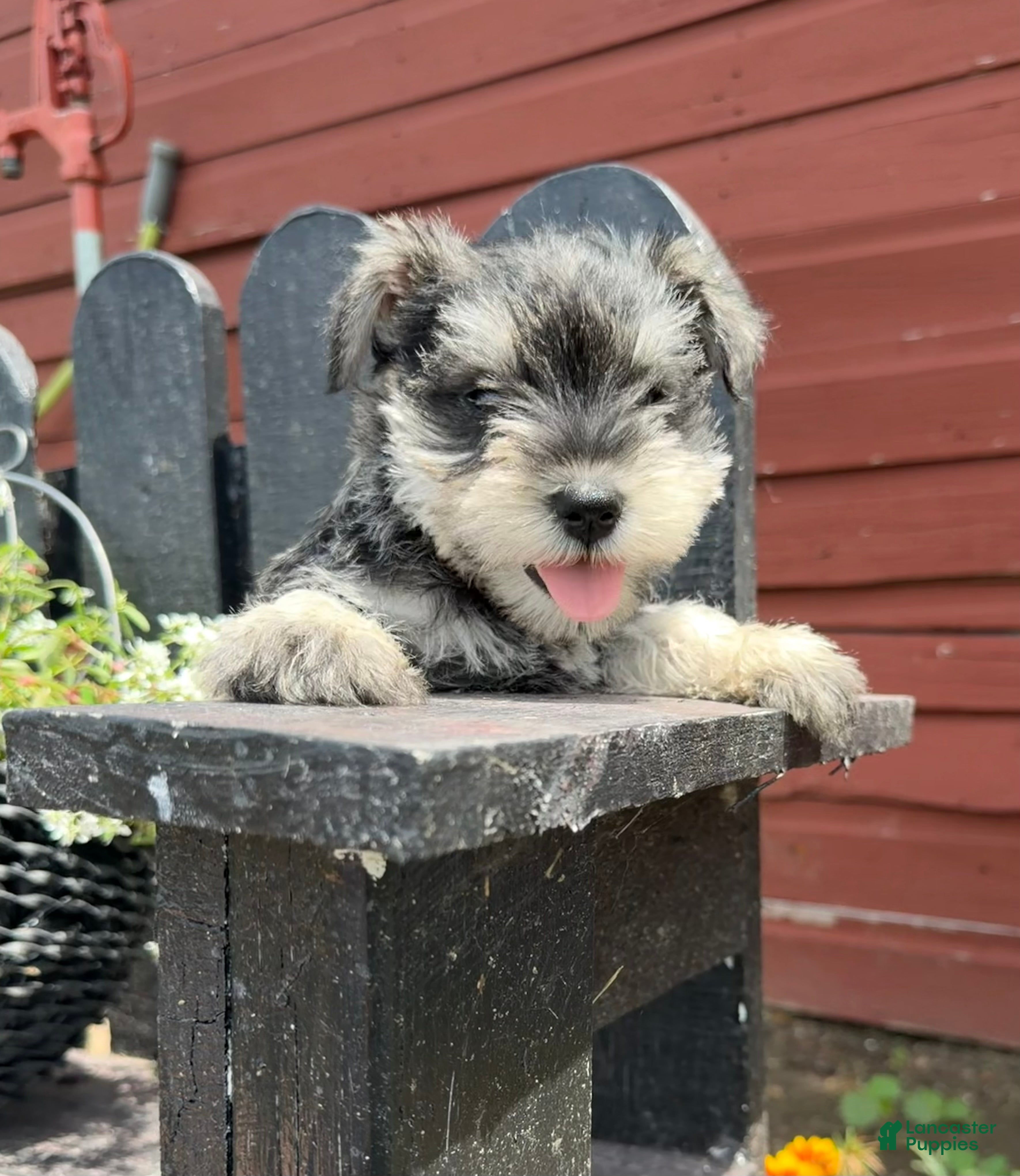 Miniature Schnauzer dogs Hazel - Ad 1