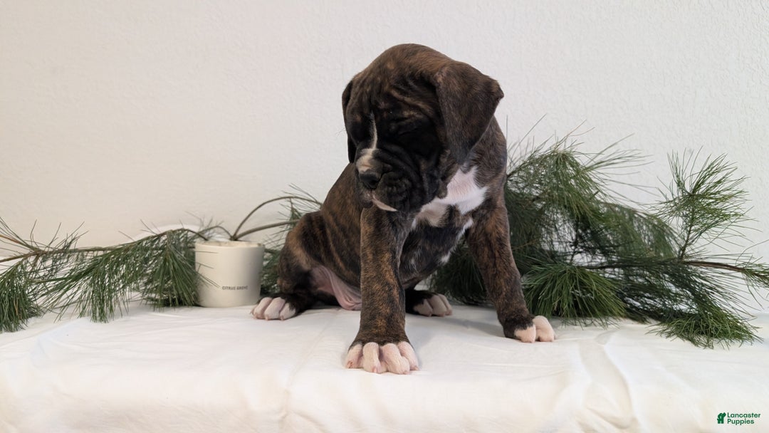 Boxer dogs for sale: Finn - Ad 5