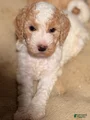 Goldendoodle Puppy 9