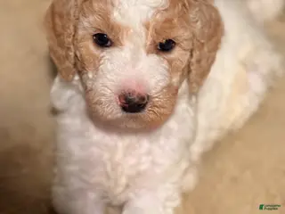 Goldendoodle dogs Goldendoodle Puppy 9 - Ad 39