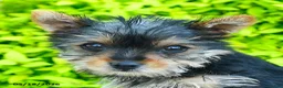 Yorkshire Terrier dogs for sale: Trixie - Ad 5