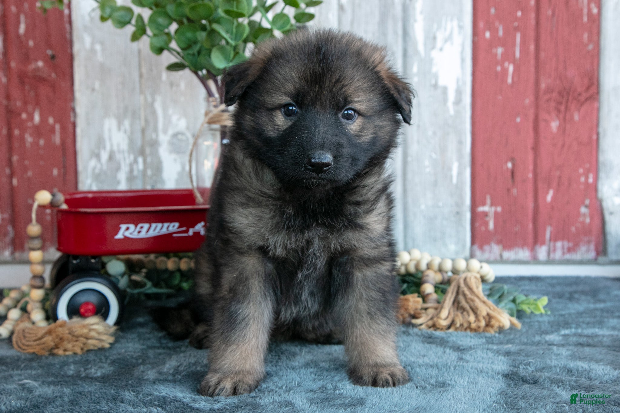 German Shepherd dogs for sale: Katie - Ad 1