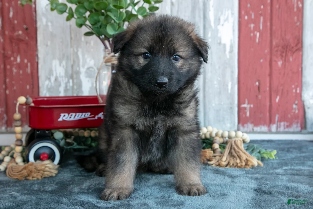 German Shepherd dogs for sale: Katie - Ad 1