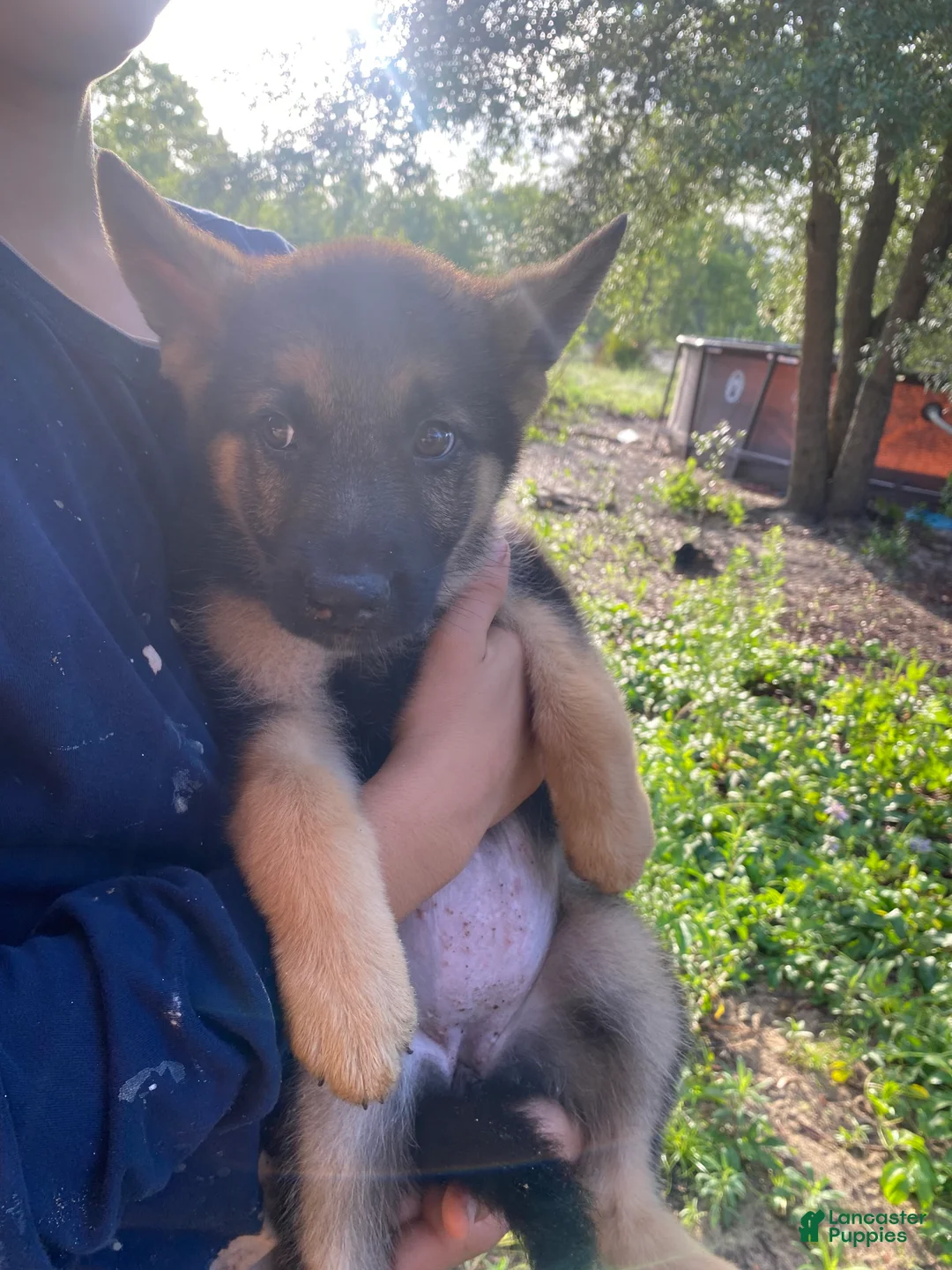 German Shepherd dogs for sale: German Shepherd 6 - Ad 2