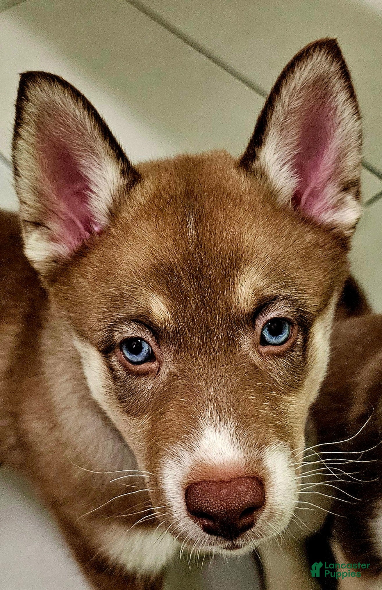 Pomsky dogs Sage - Ad 11