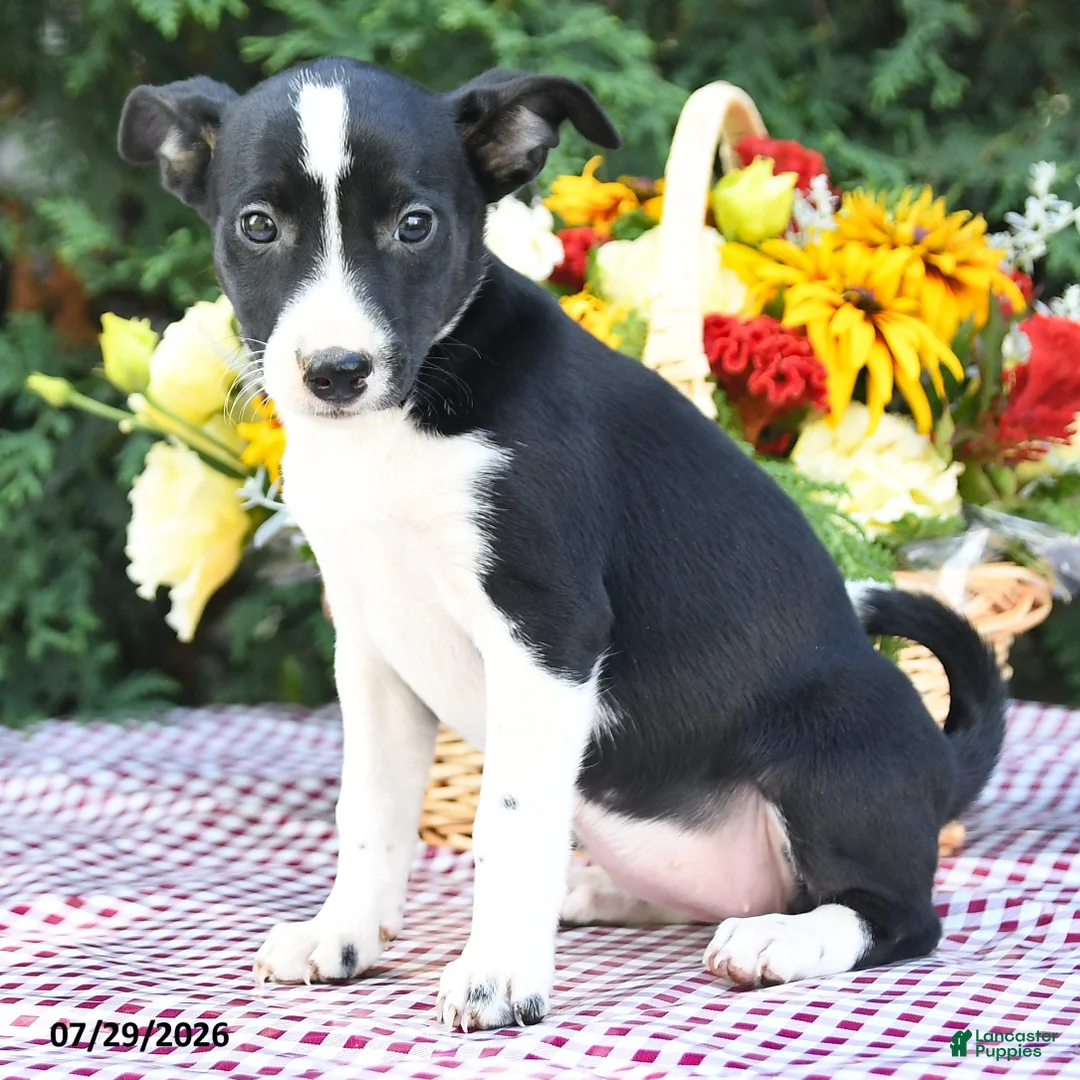 Mixed Breed dogs for sale: Callie - Ad 3