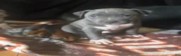 Mixed Breed dogs for sale: Lucyy - Ad 7