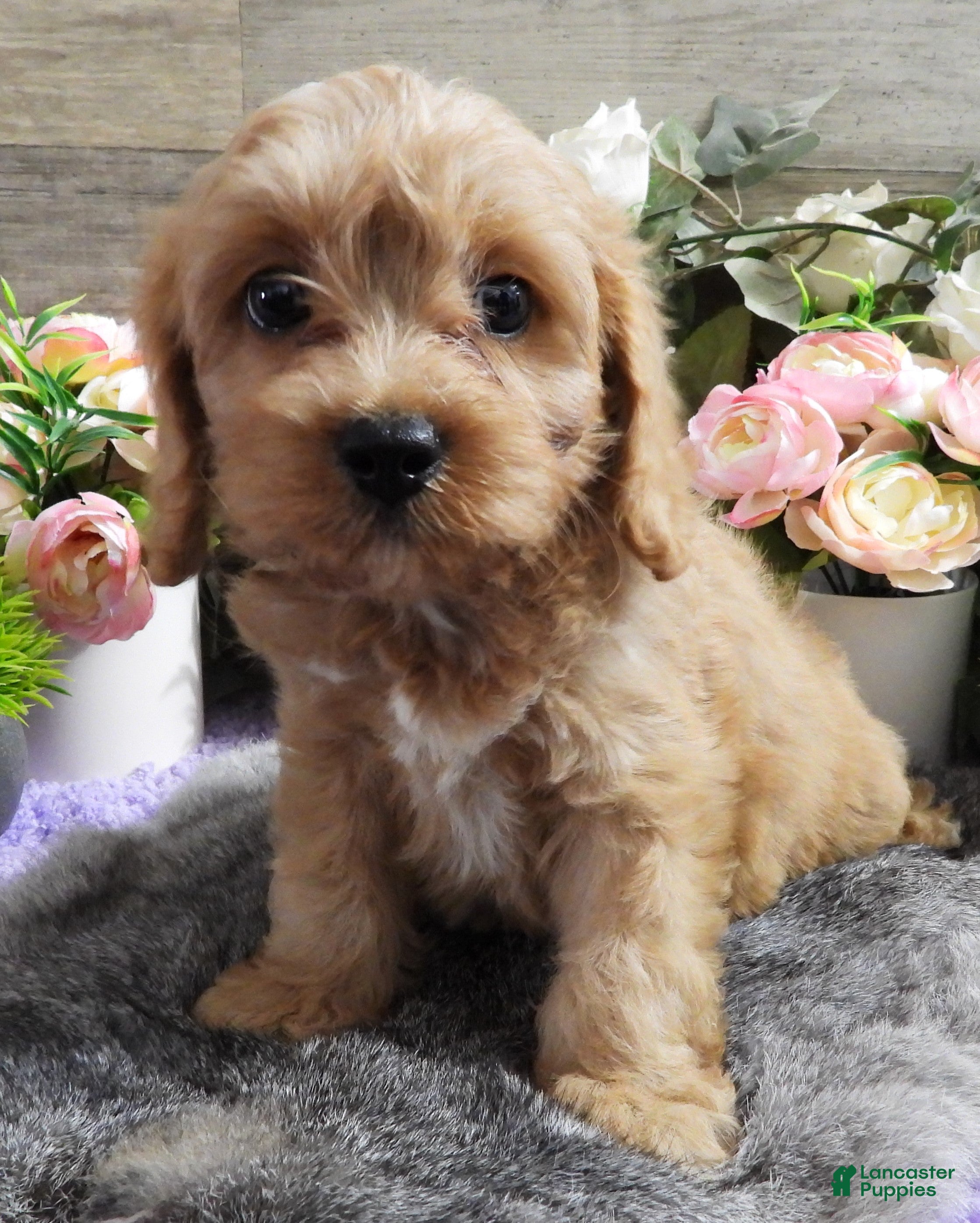Cavapoo dogs #2 Male of Evie - Ad 32