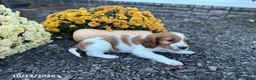 Welsh Springer Spaniel dogs for sale: Lollipop - Ad 5