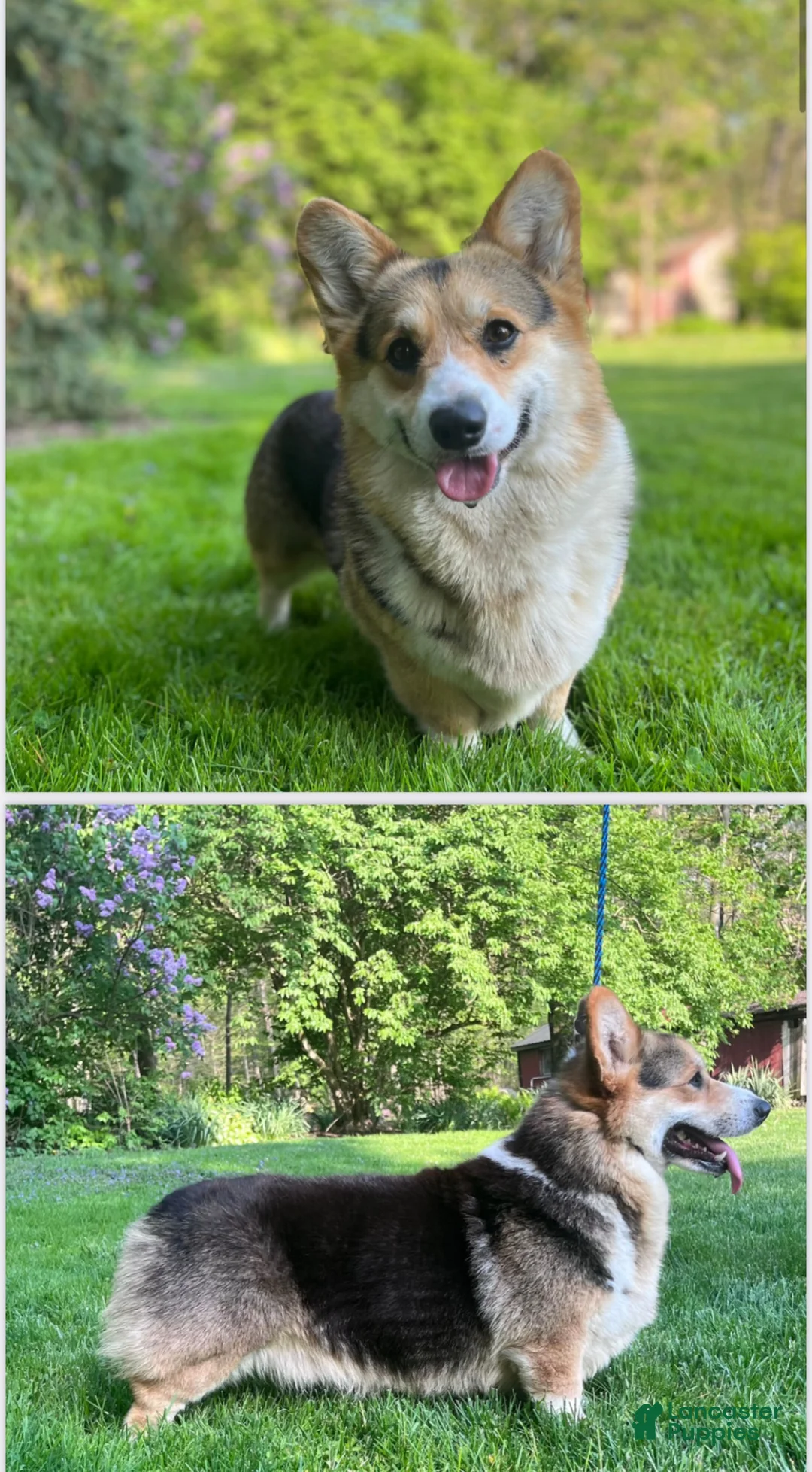 Welsh Corgi Pembroke dogs for sale: Crew - Ad 3