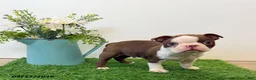 Boston Terrier dogs for sale: Maynard - Ad 3