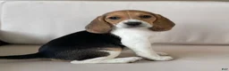 Beagle dogs for sale: Female #2 - Ad 4