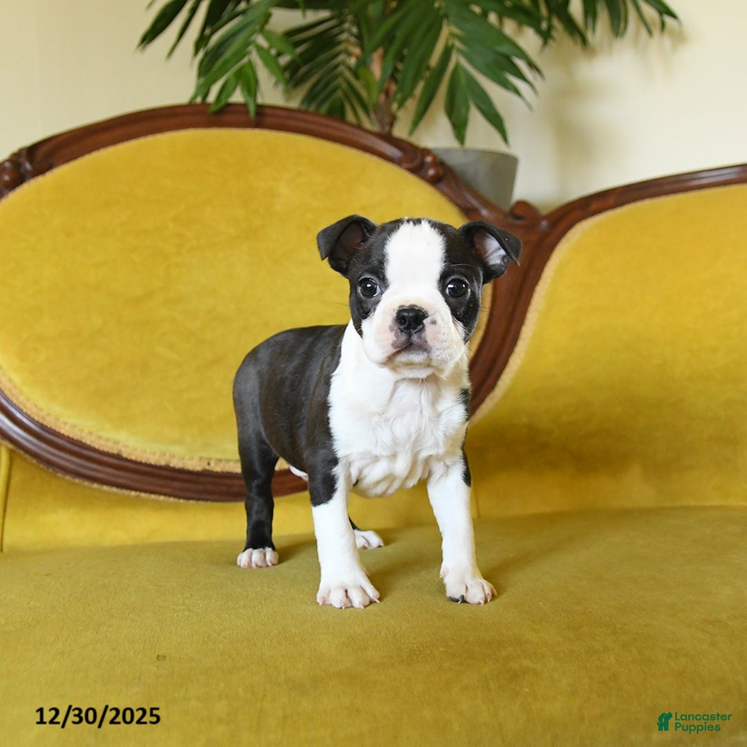Boston Terrier dogs for sale: Comet - Ad 7