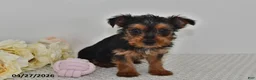 Yorkshire Terrier dogs for sale: Leo - Ad 5