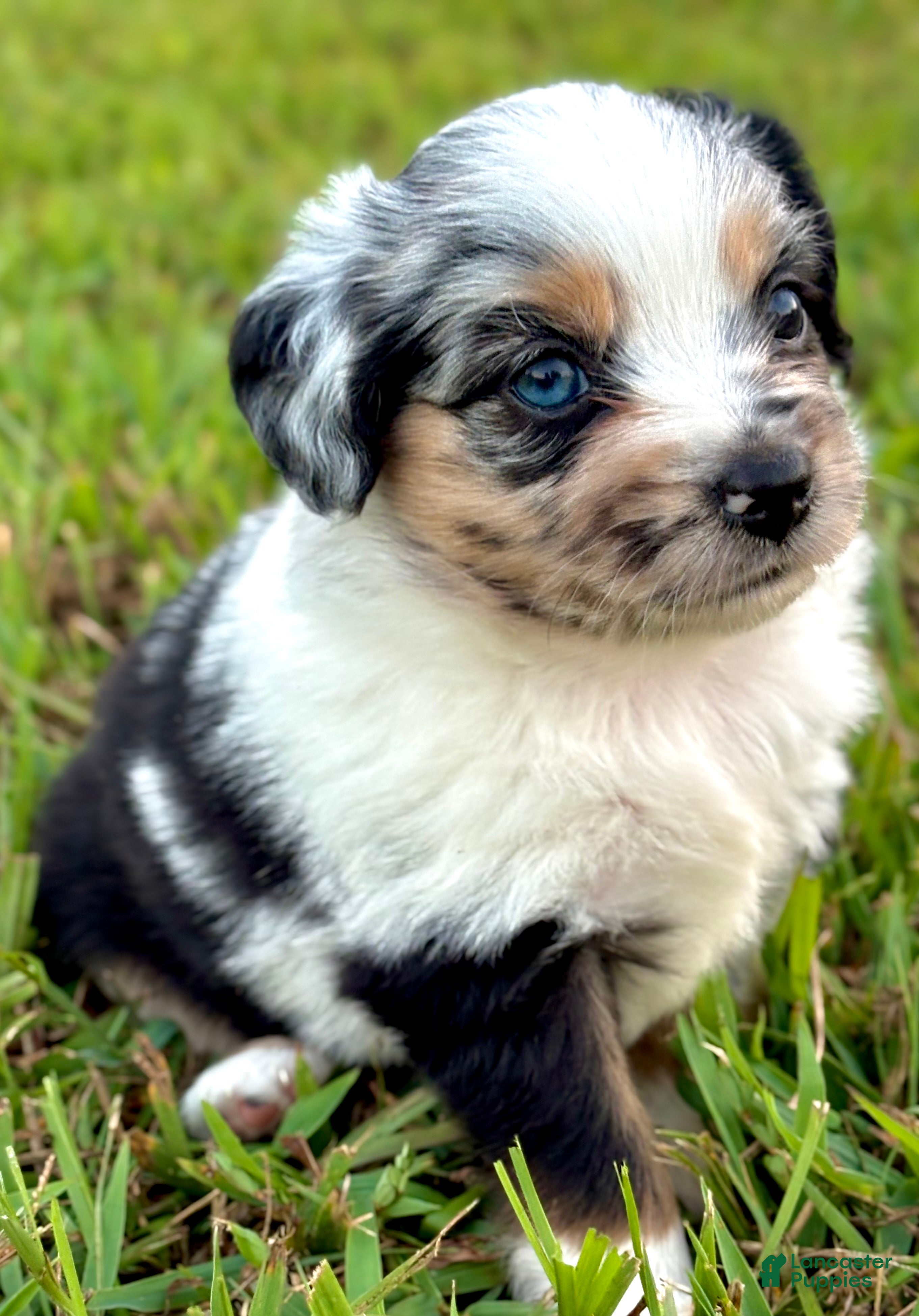 Toy Australian Shepherd dogs Lilly - Ad 2