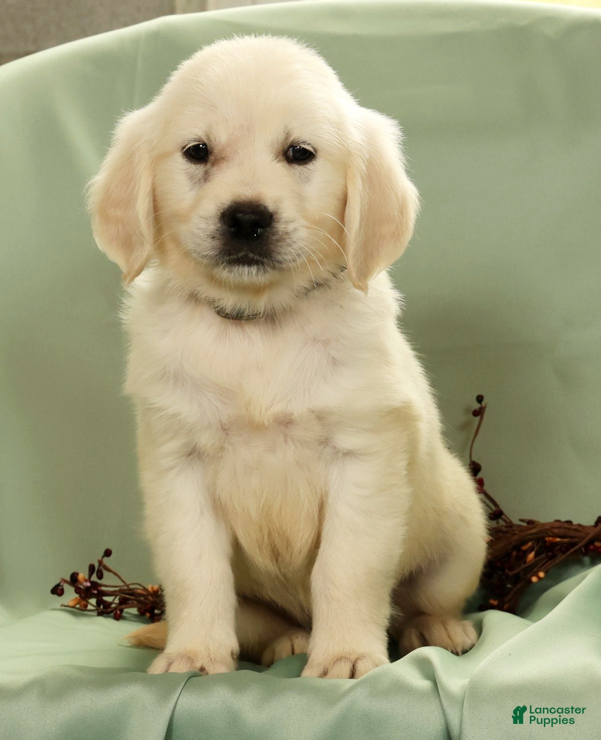 Golden Retriever dogs Golden Retriever 5 - Ad 2